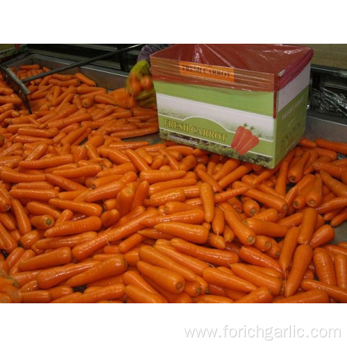 Different Sizes Different Weights Fresh Carrot